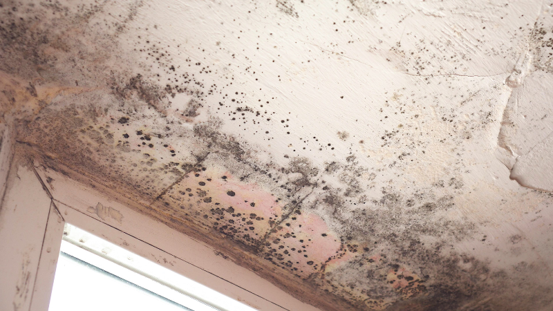 The Dangers Of Untreated Mold In Structures